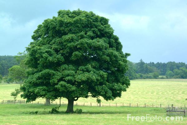 Hasil gambar untuk pohon rimbun tak berbuah